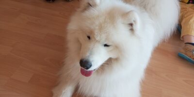 DOGOTERAPIA