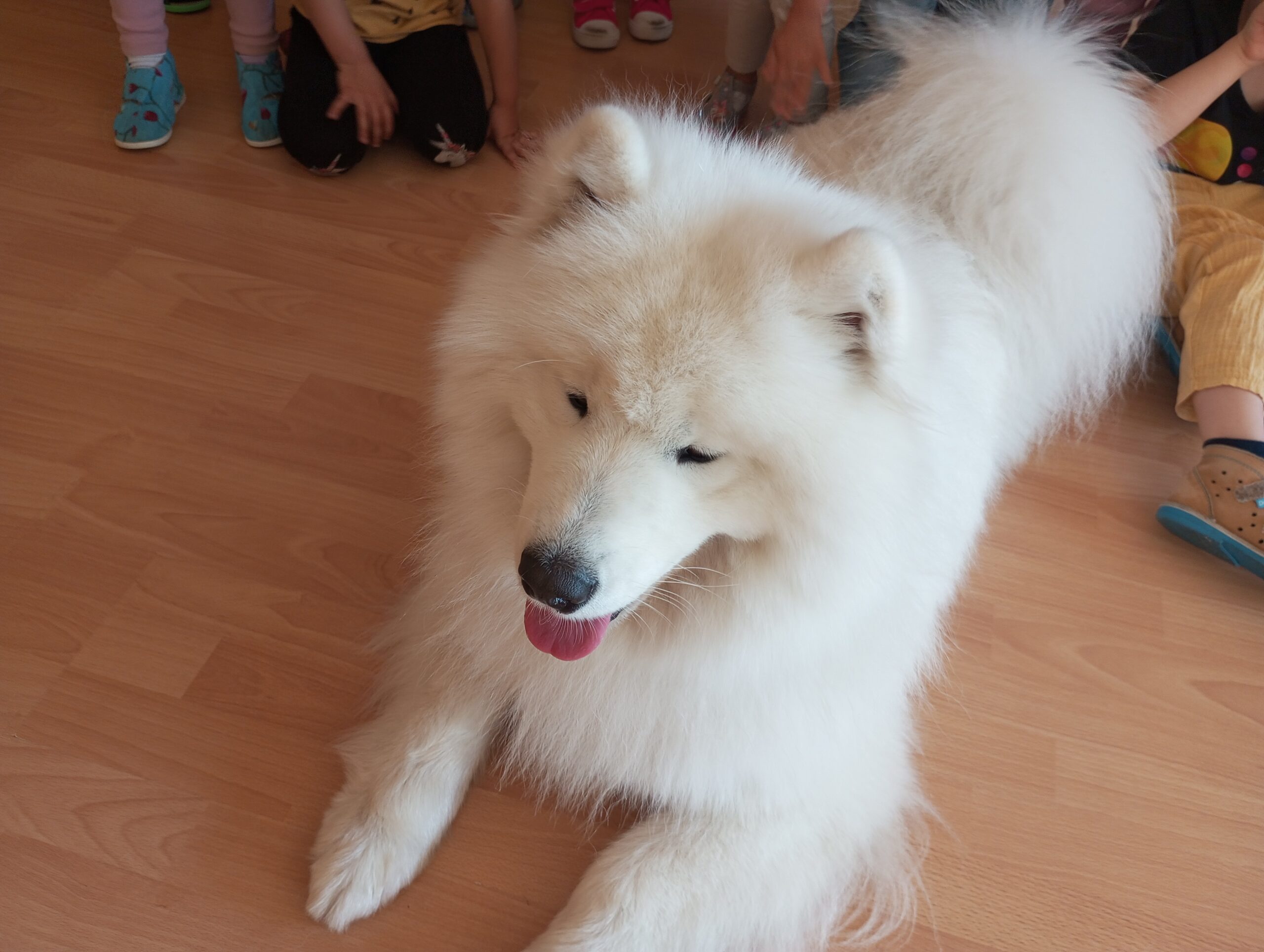 DOGOTERAPIA
